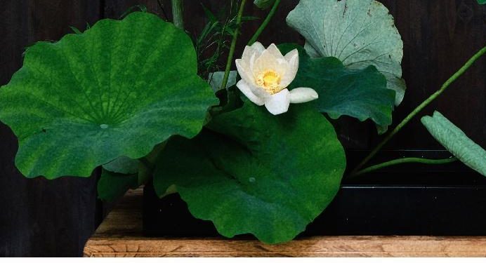 Eastern flower arrangement with a white lotus and lotus leaves
